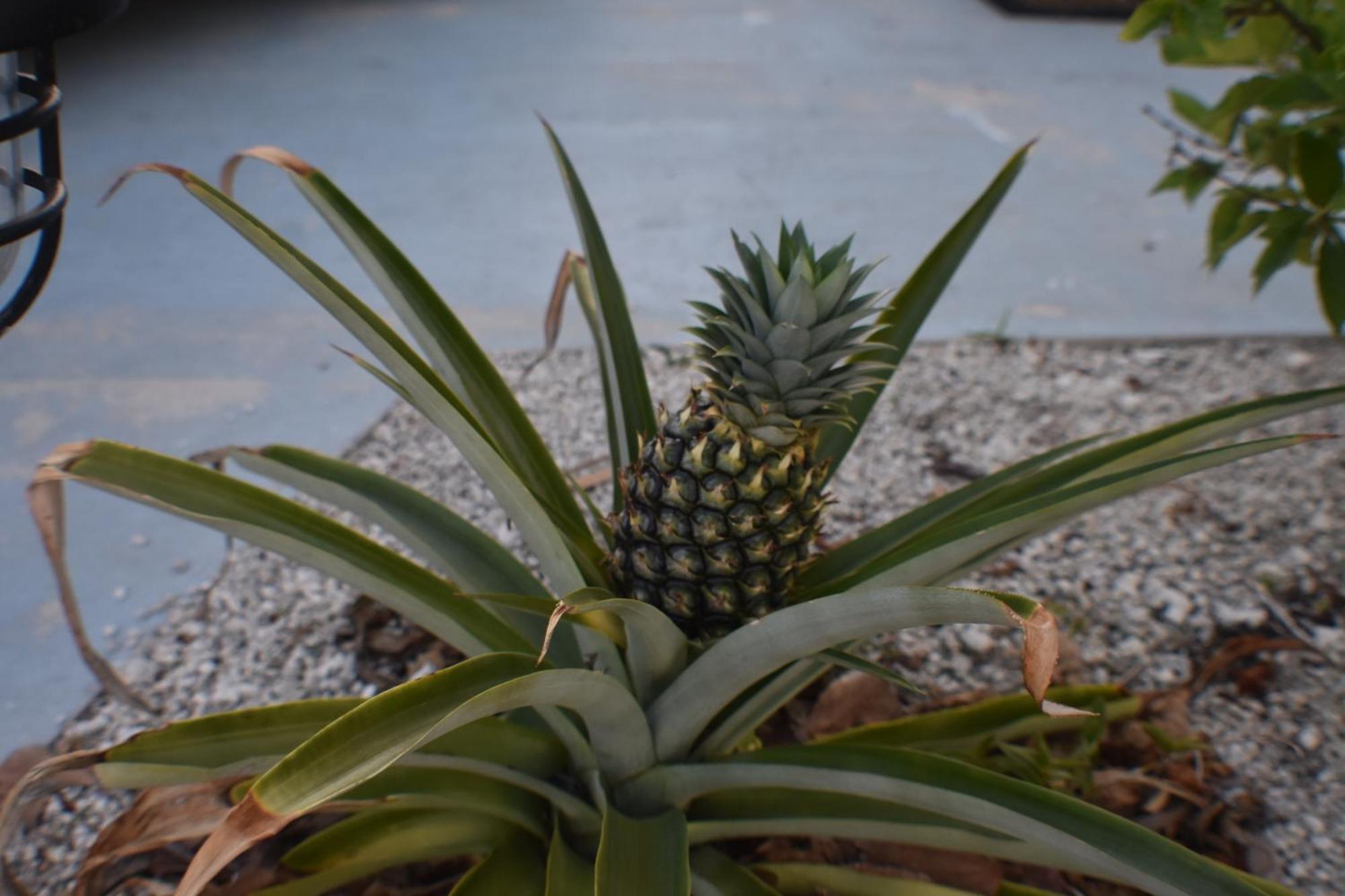 Pelican'S Roost, Waterfront Comfort At Venture Out Cudjoe Key エクステリア 写真