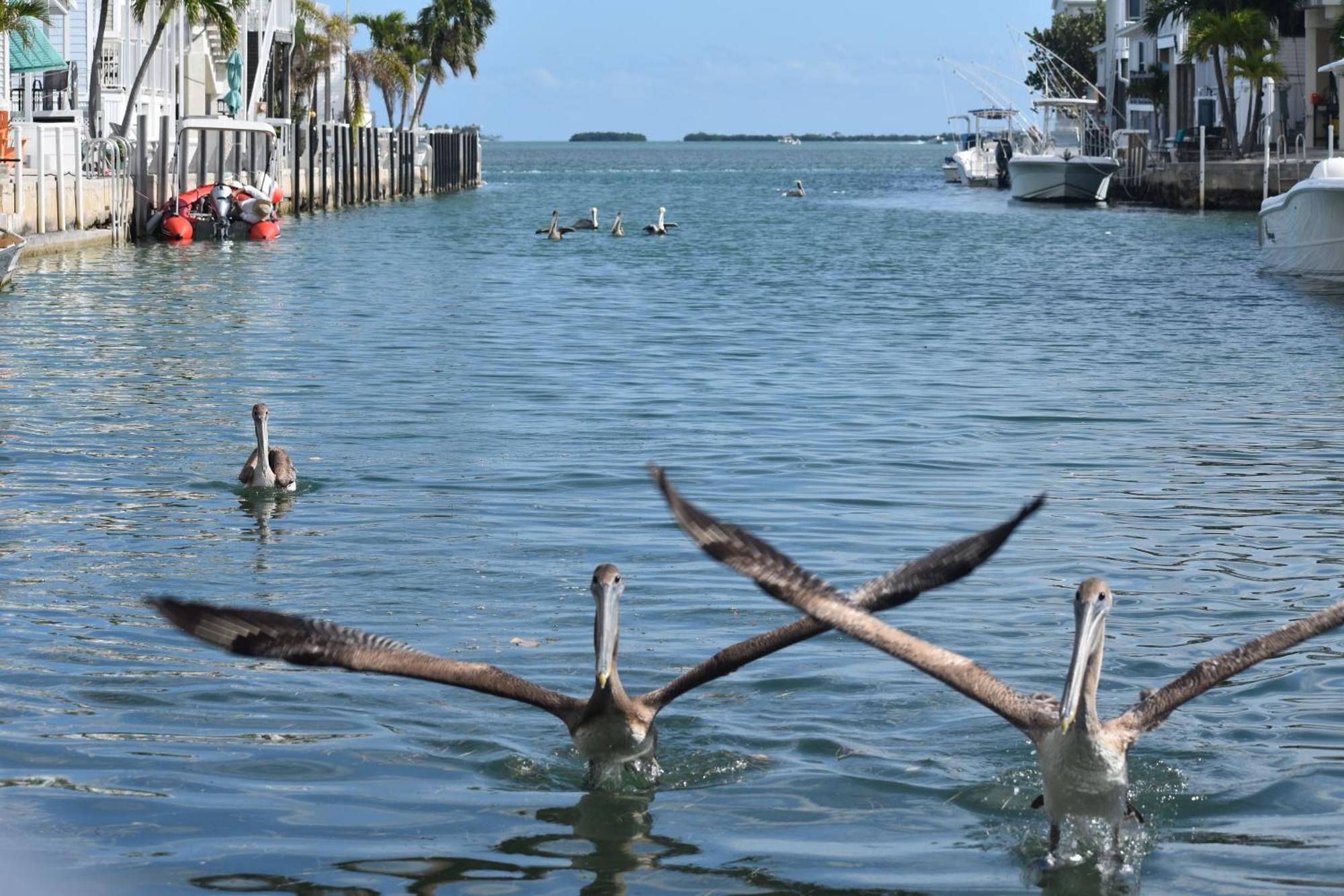 Pelican'S Roost, Waterfront Comfort At Venture Out Cudjoe Key エクステリア 写真