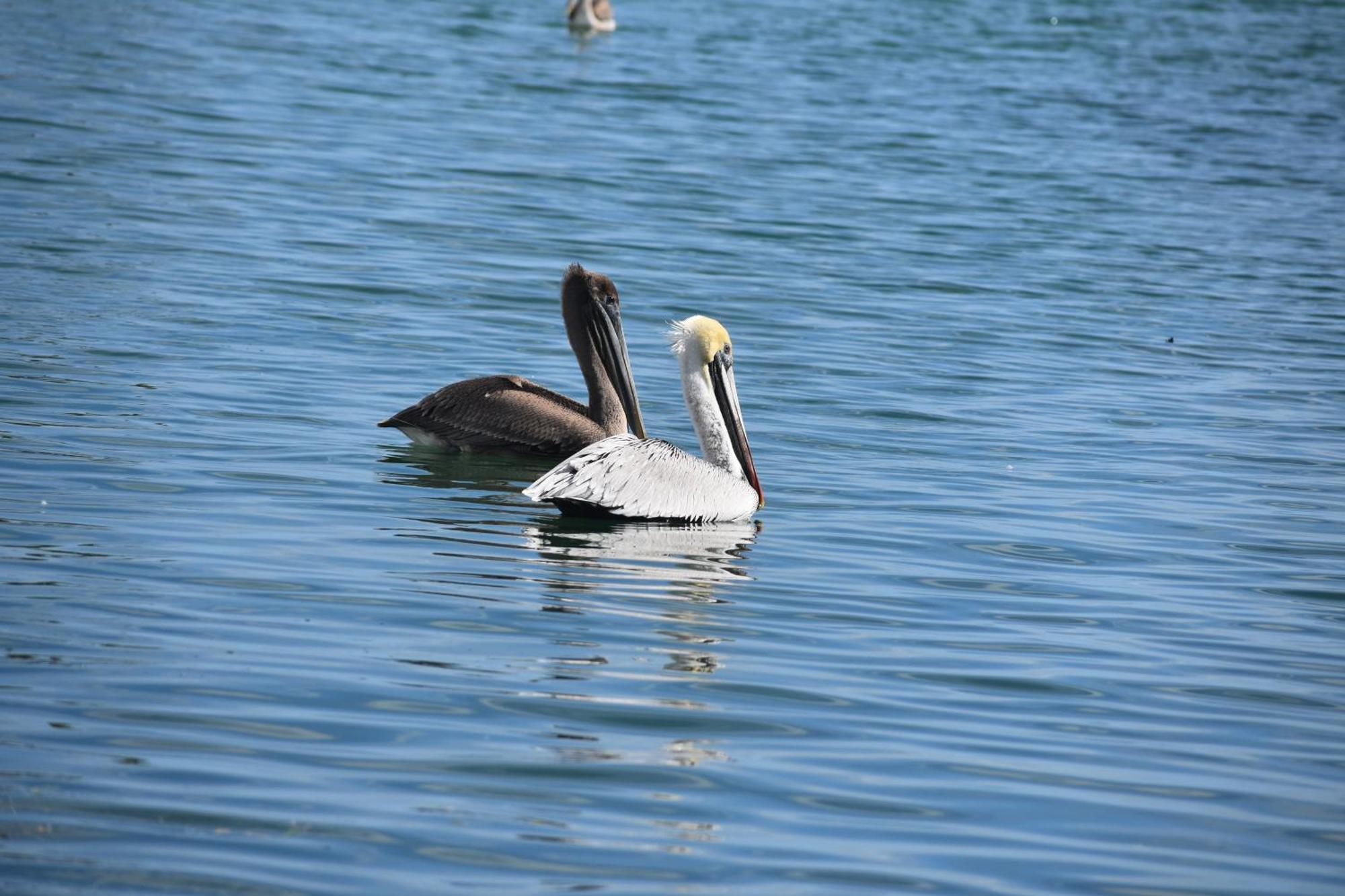 Pelican'S Roost, Waterfront Comfort At Venture Out Cudjoe Key エクステリア 写真